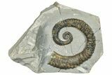Aegocrioceras Heteromorph Ammonite - Germany #293081-1
